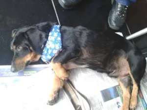 Cachorro raça Mix de Linguiça idade  nome ...
