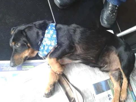 Cachorro ra a Mix de Linguiça idade  nome ...