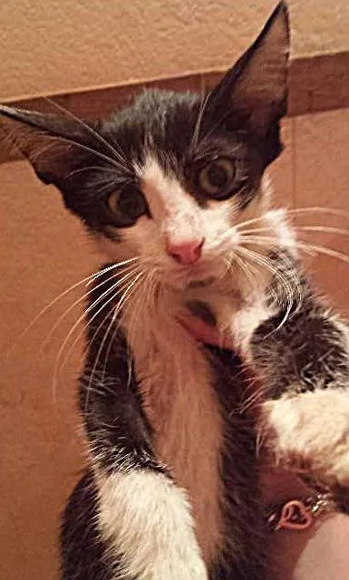 Gato ra a SRD idade 2 a 6 meses nome Sem nome.