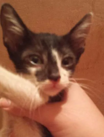 Gato ra a SRD idade 2 a 6 meses nome Sem nome.