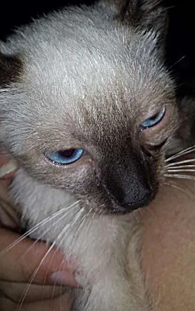 Gato ra a SRD idade 2 a 6 meses nome Sem nome.