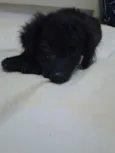 pitucha