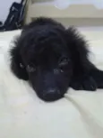 pitucha