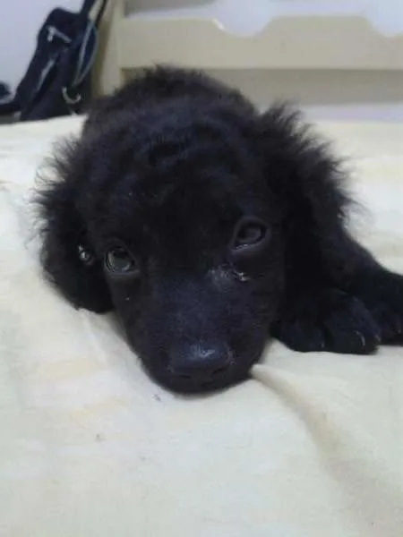Cachorro ra a  idade Abaixo de 2 meses nome pitucha