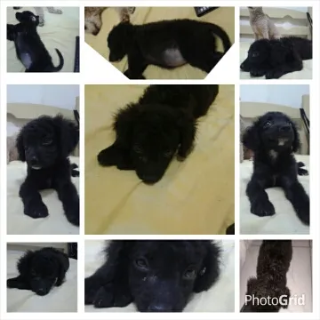 Cachorro ra a  idade Abaixo de 2 meses nome pitucha