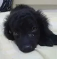 pitucha