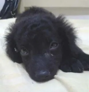 Cachorro raça  idade Abaixo de 2 meses nome pitucha