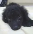 pitucha