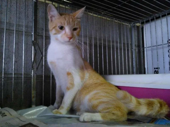 Gato ra a SRD idade 7 a 11 meses nome Alemão