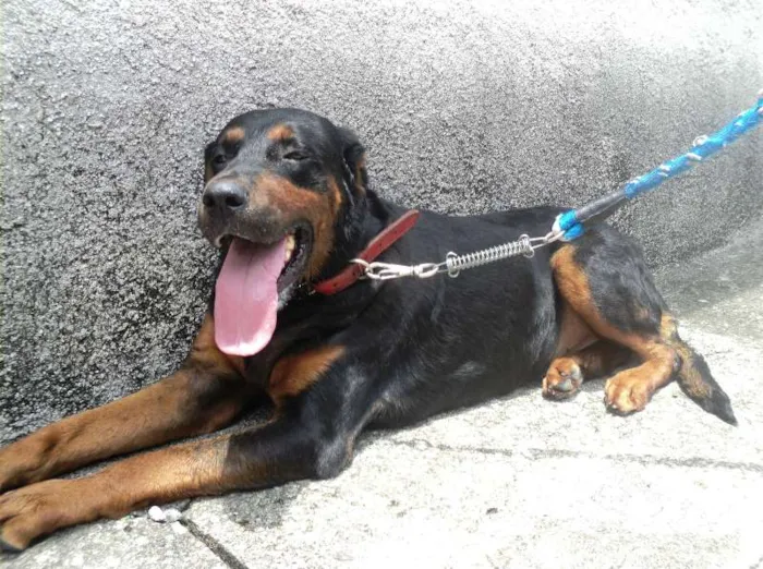 Cachorro ra a SRD idade 4 anos nome Apache