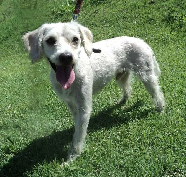 Cachorro ra a SRD idade 2 anos nome Bambino