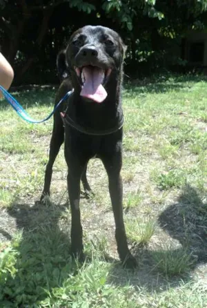 Cachorro raça SRD idade 2 anos nome Blackberry