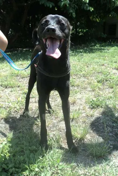 Cachorro ra a SRD idade 2 anos nome Blackberry
