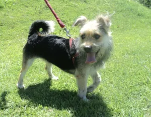 Cachorro raça SRD idade 2 anos nome Lasanha