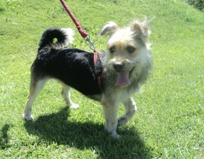 Cachorro ra a SRD idade 2 anos nome Lasanha