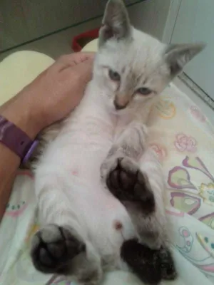 Gato raça red point idade 2 a 6 meses nome monet