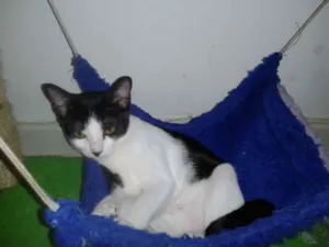 Gato raça SRD idade 2 a 6 meses nome Mimi