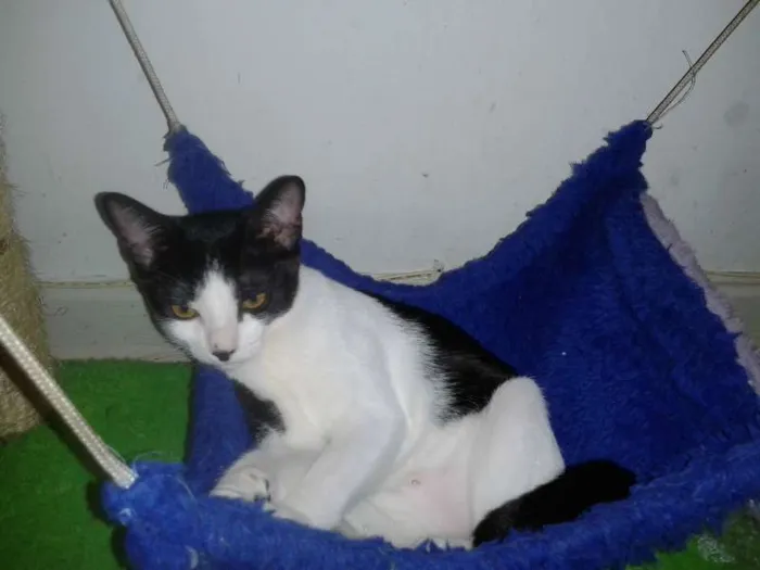 Gato ra a SRD idade 2 a 6 meses nome Mimi