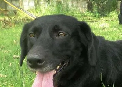 Cachorro ra a SRD idade 3 anos nome Rubão