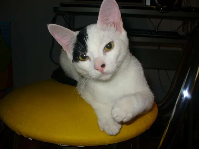 Gato ra a SRD idade 2 a 6 meses nome Melissa