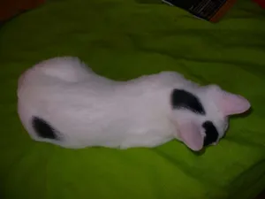 Gato raça SRD idade 2 a 6 meses nome Melissa