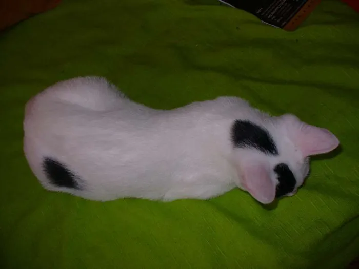 Gato ra a SRD idade 2 a 6 meses nome Melissa