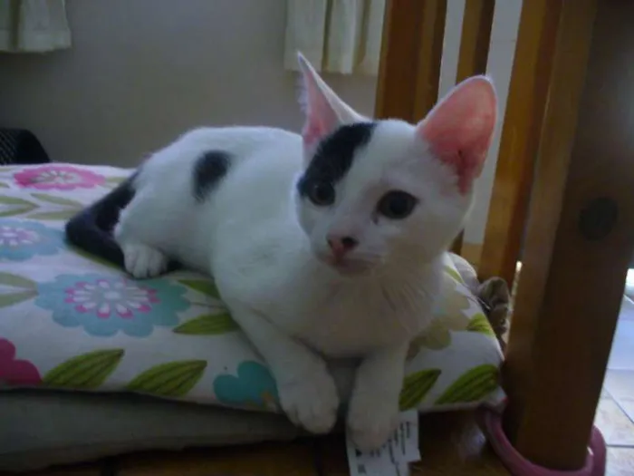 Gato ra a SRD idade 2 a 6 meses nome Melissa