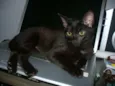 Maia