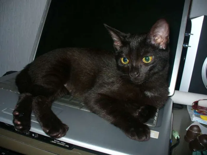Gato ra a srd idade 2 a 6 meses nome Maia