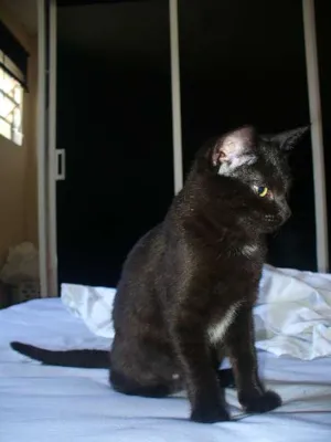 Gato raça srd idade 2 a 6 meses nome Maia