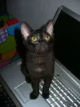 Maia
