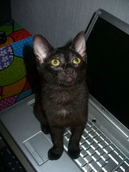 Gato ra a srd idade 2 a 6 meses nome Maia