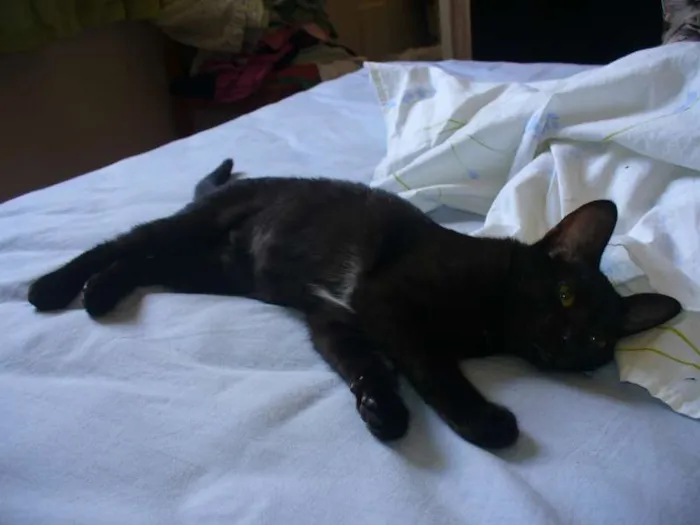 Gato ra a srd idade 2 a 6 meses nome Maia