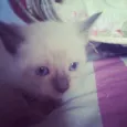 nao tem
