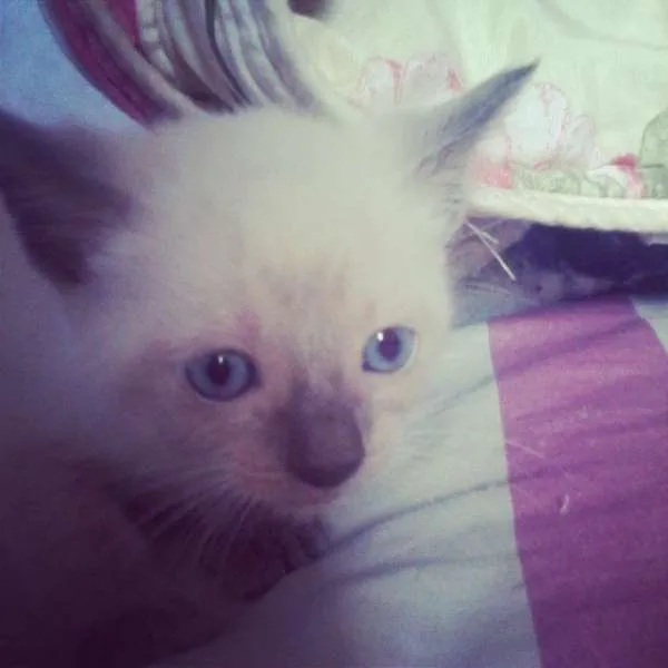Gato ra a ciames misturados idade Abaixo de 2 meses nome nao tem