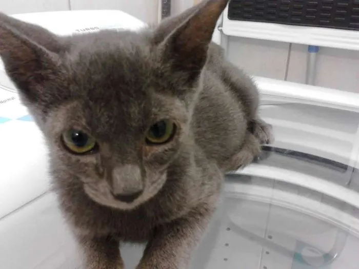 Gato ra a  idade  nome Filhote Cinza blue