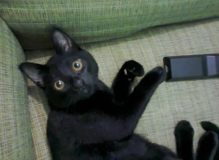 Gato ra a Desconhecido idade 7 a 11 meses nome Pokémon