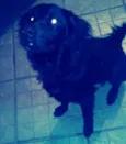 Bob