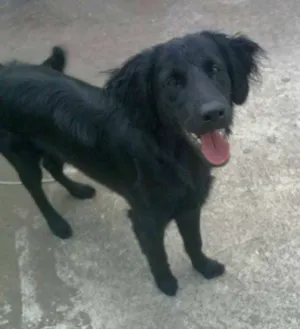 Cachorro raça Labrador com Golden idade 7 a 11 meses nome Bob