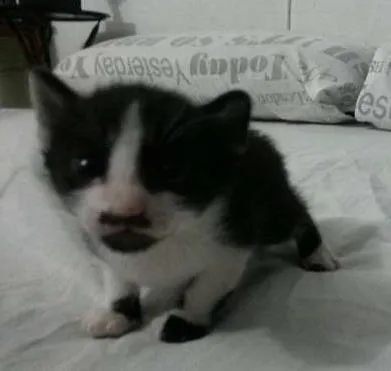 Gato ra a SRD idade 2 a 6 meses nome Chaplin