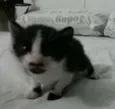 Chaplin