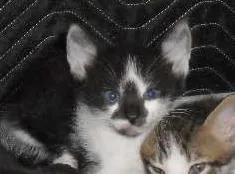 Gato ra a SRD idade 2 a 6 meses nome Pera