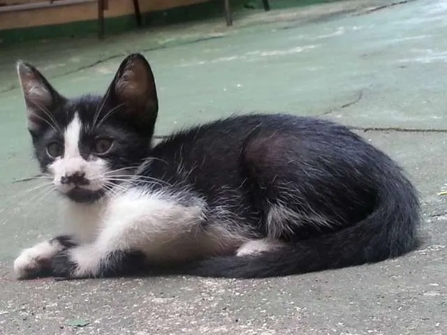Gato ra a SRD idade 2 a 6 meses nome Dengo