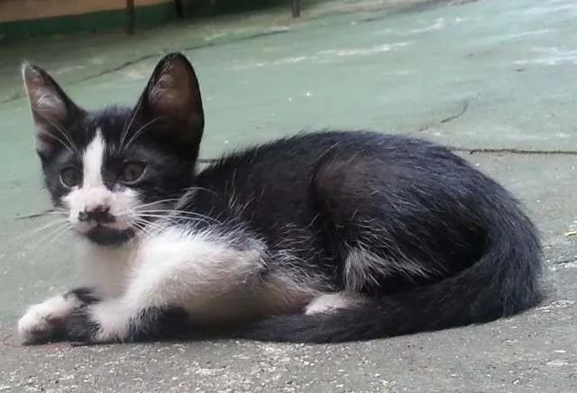 Gato ra a SRD idade 2 a 6 meses nome Dengo