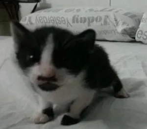 Gato raça SRD idade 2 a 6 meses nome Chaplin