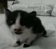 Chaplin