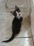 Chaplin