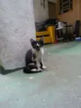 Pera