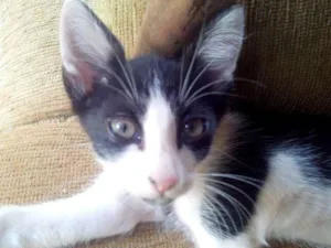 Gato raça Viralatas idade Abaixo de 2 meses nome Pretinhos