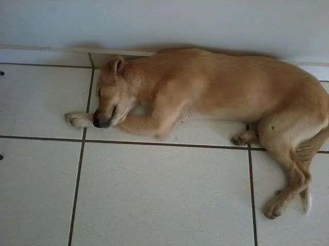 Cachorro ra a SRD idade 2 a 6 meses nome Dudu